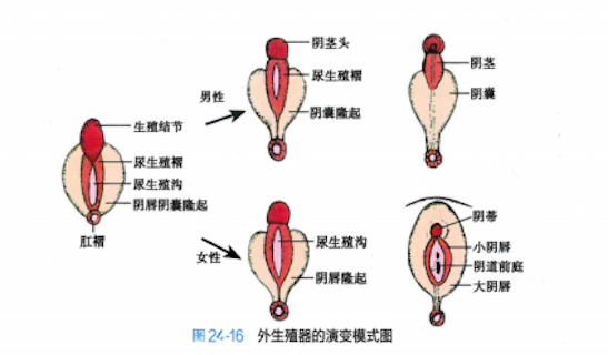 双性人生特征