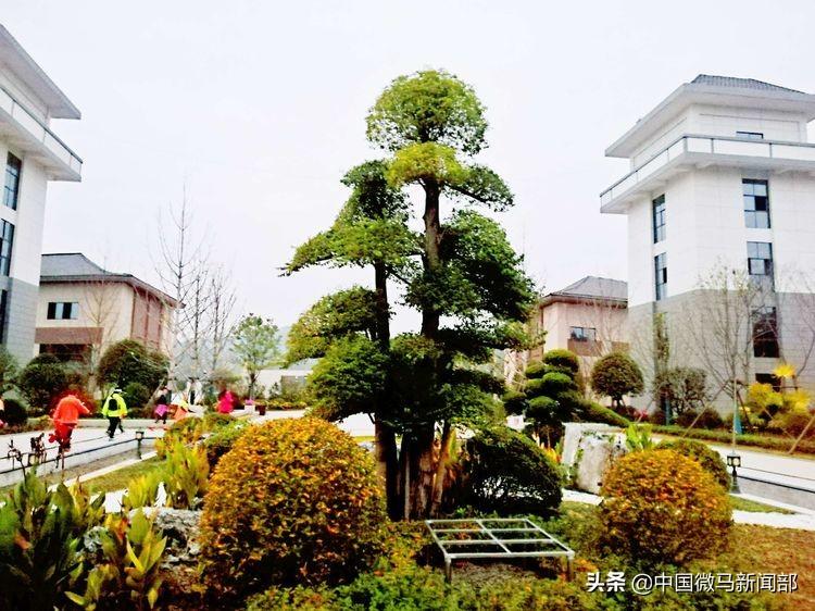 今晚特马开多少号，揭秘彩票背后的数字游戏与心理博弈今晚特马开多少号码2021